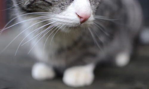 神迹之战，库尔图瓦单场13扑救，德国第119分钟绝杀苏格兰