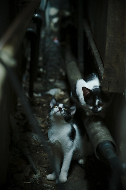 暗夜猎手，小贾伦·杰克逊如何用顶级防守悄然扼杀勇士的每一次心跳？