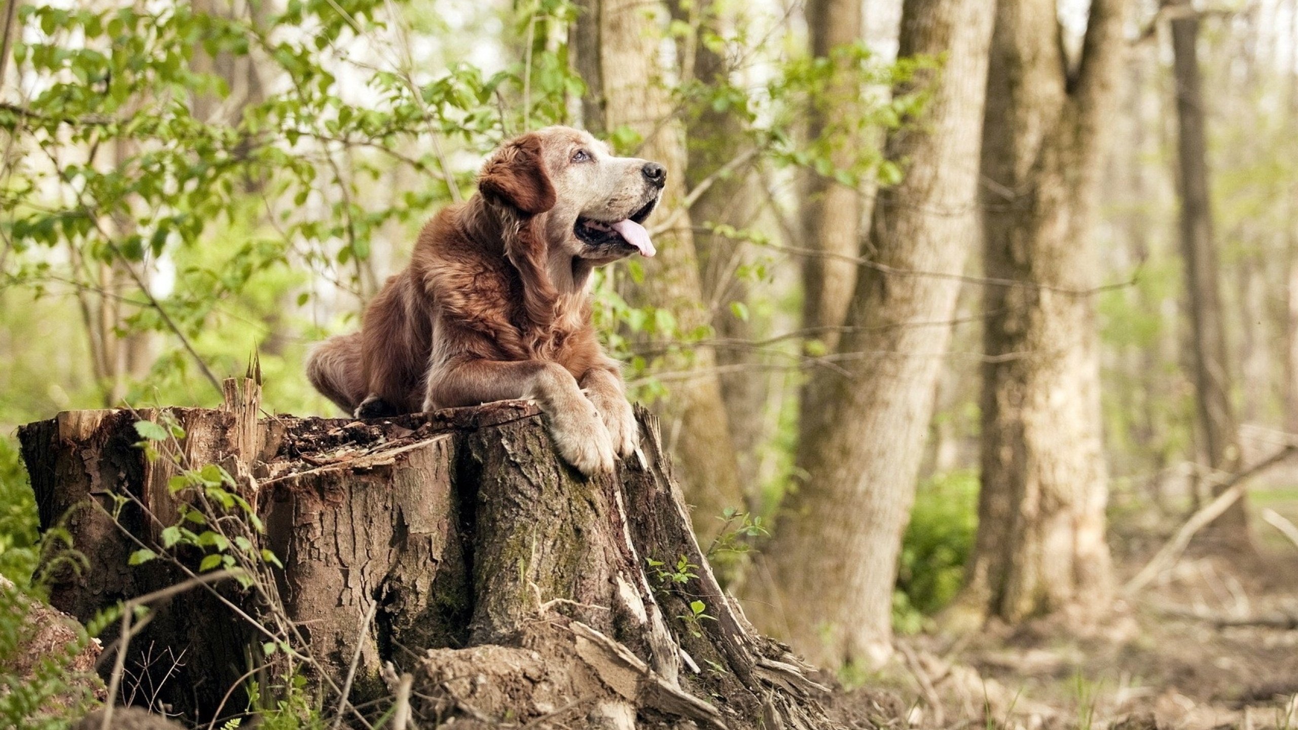 命运之瞳，当德罗赞在芝加哥亮剑，广东于杭州终结悬念