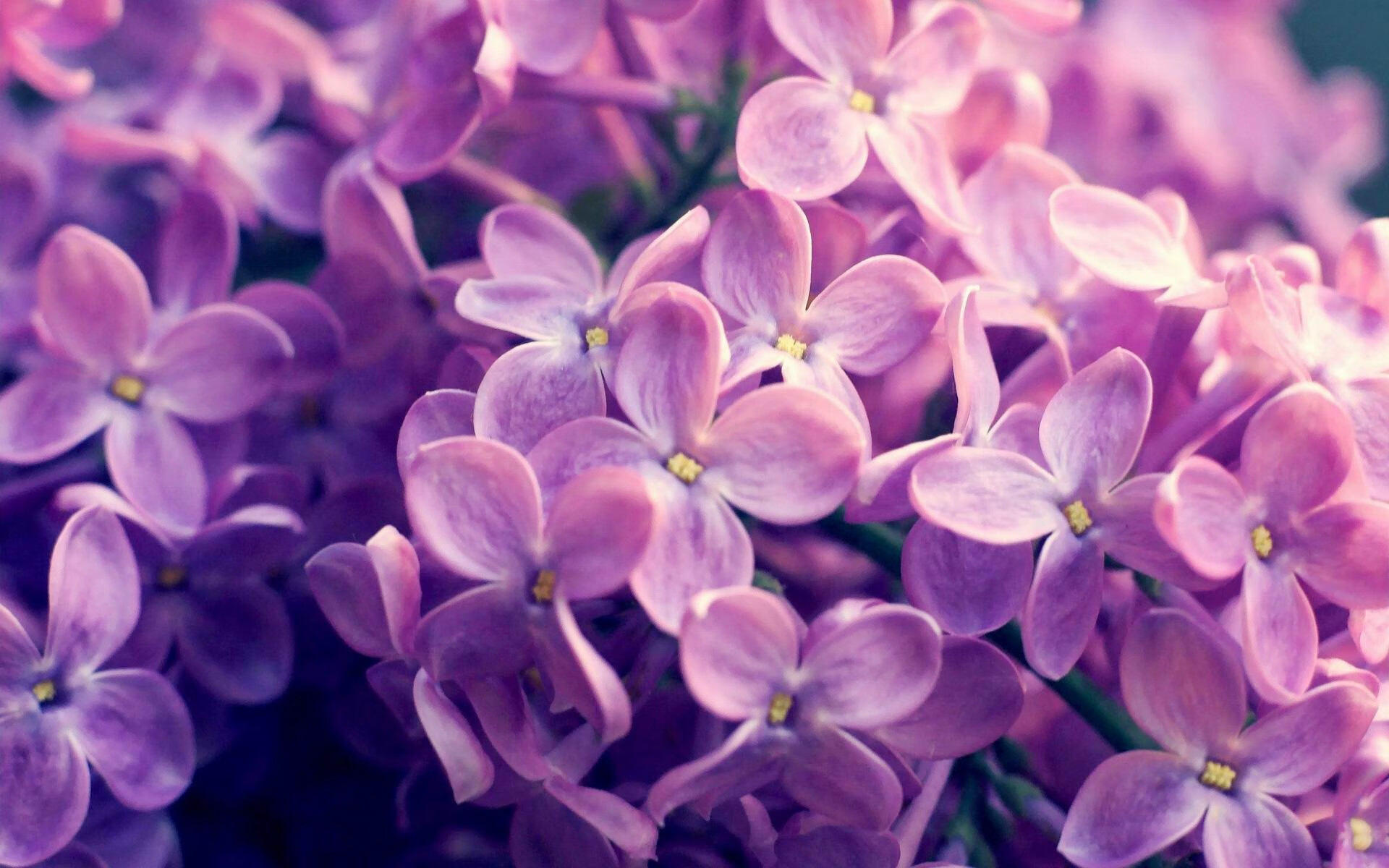 恩佐时代降临,乌拉圭行云流水压制沙特,美加墨赛场见证新王接管