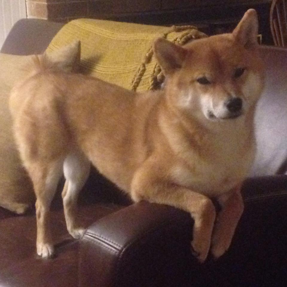 国王对独行侠,当戈贝尔化身拿破仑的掷弹兵,禁区即是奥斯特里茨战场