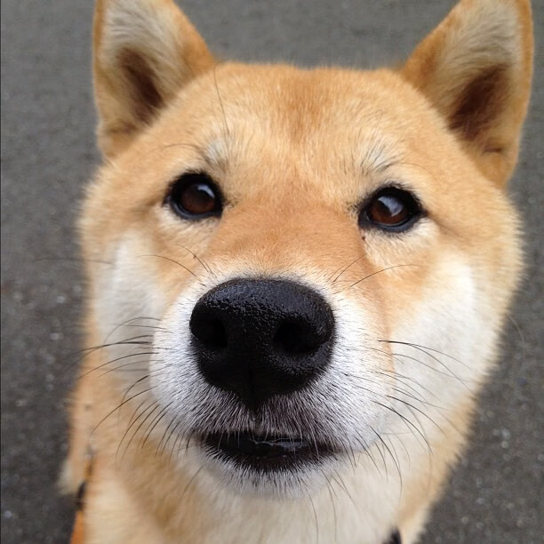 红龙的咆哮与金靴的觉醒,决胜时刻的英雄主义