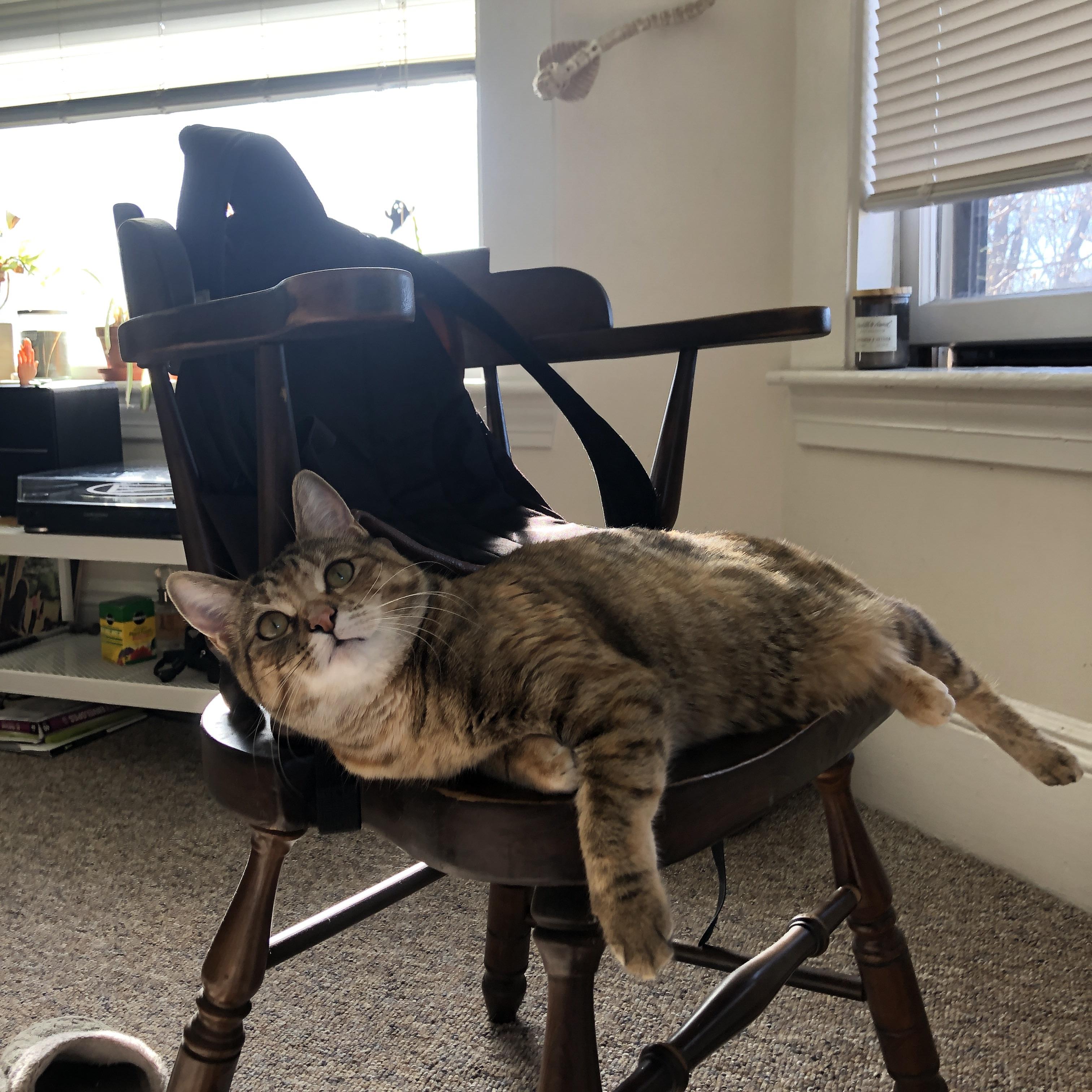 伊朗伊布掀翻突尼斯，神秘球星的横空出世与身份之谜