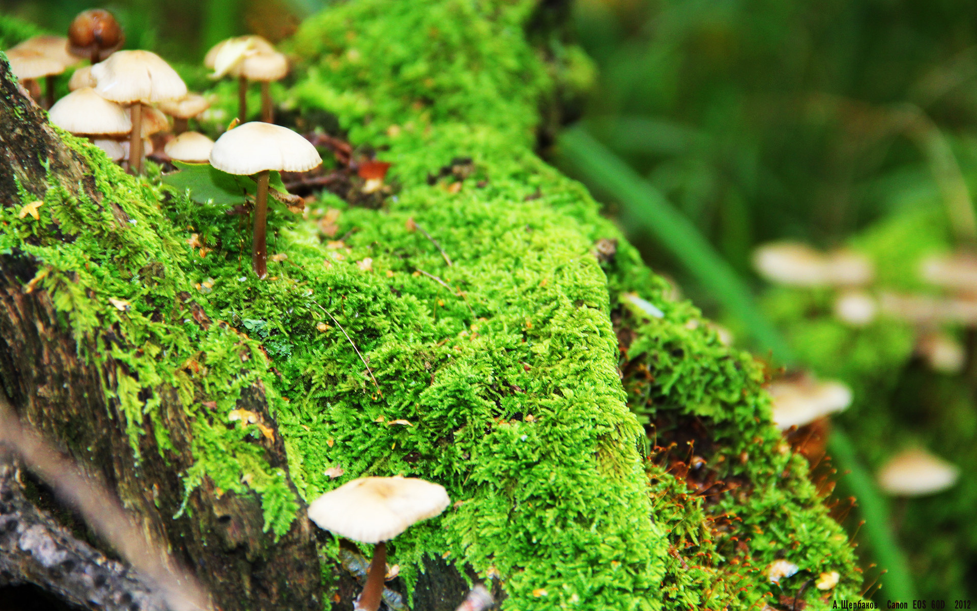 没有伯纳乌，没有王子公园，但这里是今夜足球圣殿的东方映射